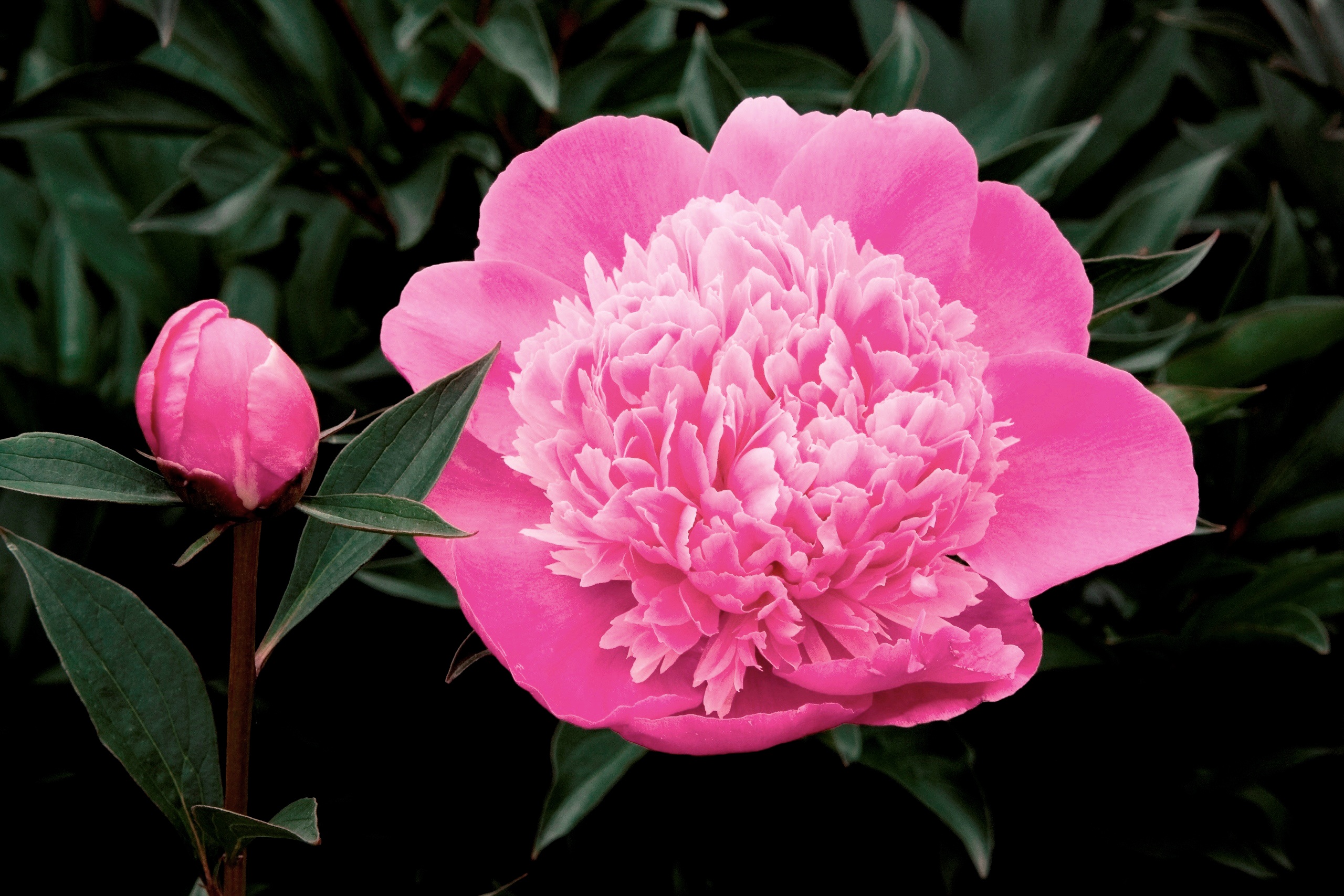 Paeonia lactiflora 'Madame Emile Débatène'